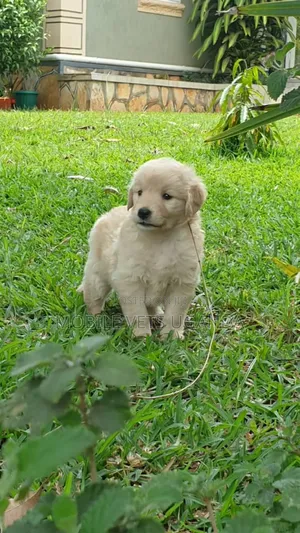 0-1 month Male Purebred Golden Retriever