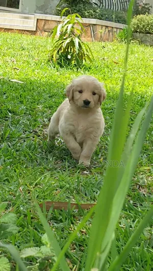 0-1 month Female Purebred Golden Retriever