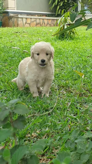 1-3 months Female Purebred Golden Retriever