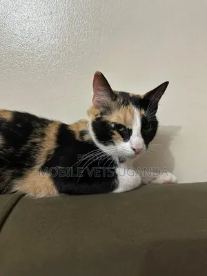 1+ year Female Purebred Manx