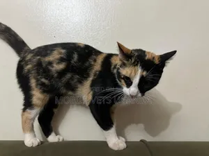 6-12 months Male Purebred Savannah