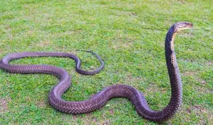 Snake Repelling and Fumigations