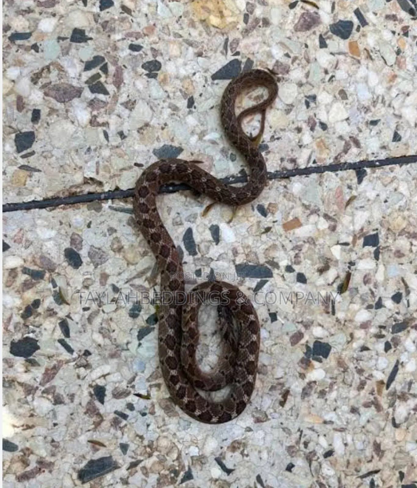 Snake Repelling and Fumigations