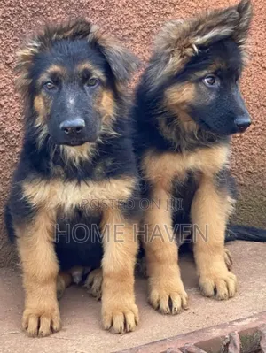 1-3 months Male Purebred German Shepherd