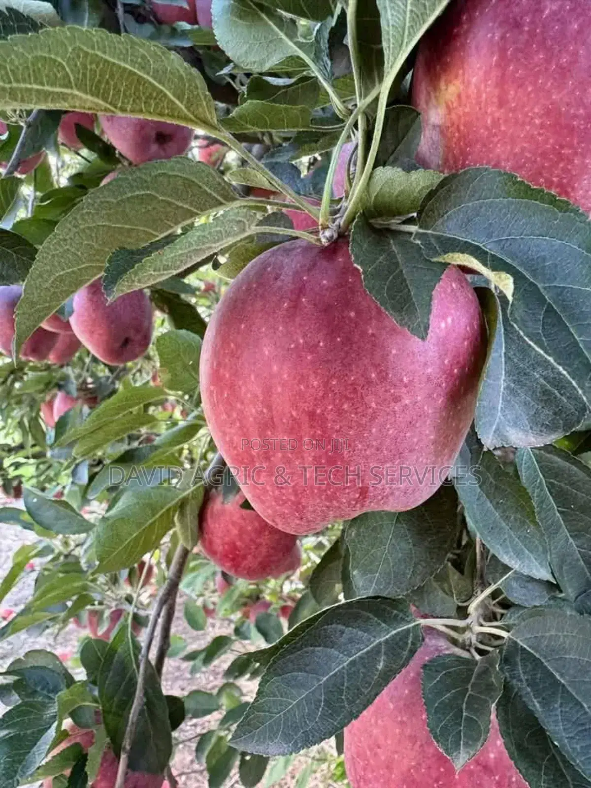 Tree and Fruit Seedlings
