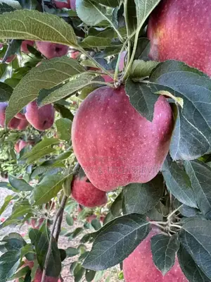 Tree and Fruit Seedlings