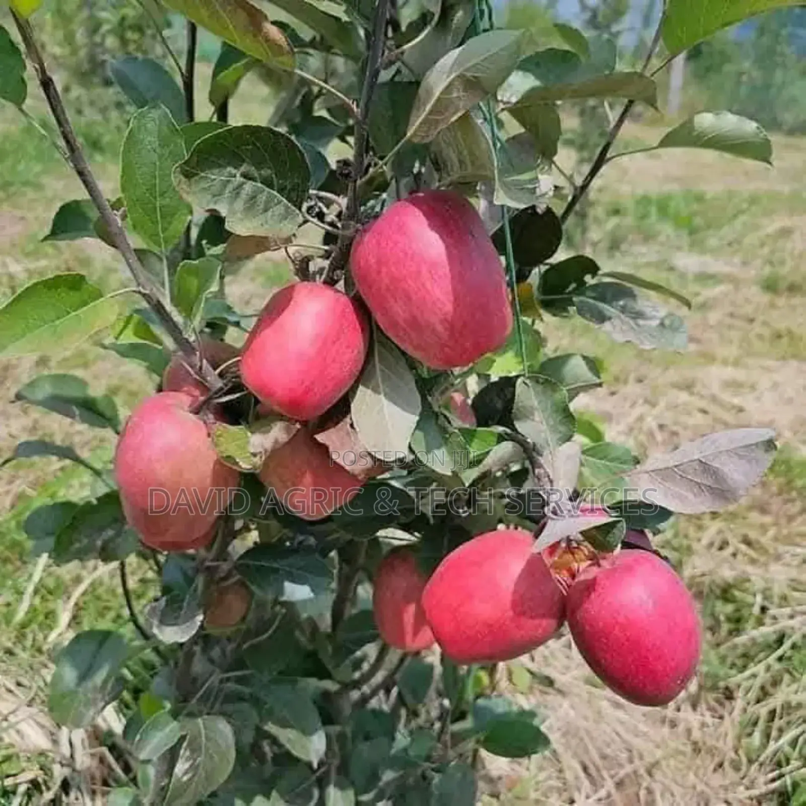 Tree and Fruit Seedlings