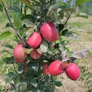 Tree and Fruit Seedlings