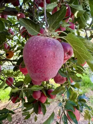 Tree and Fruit Seedlings