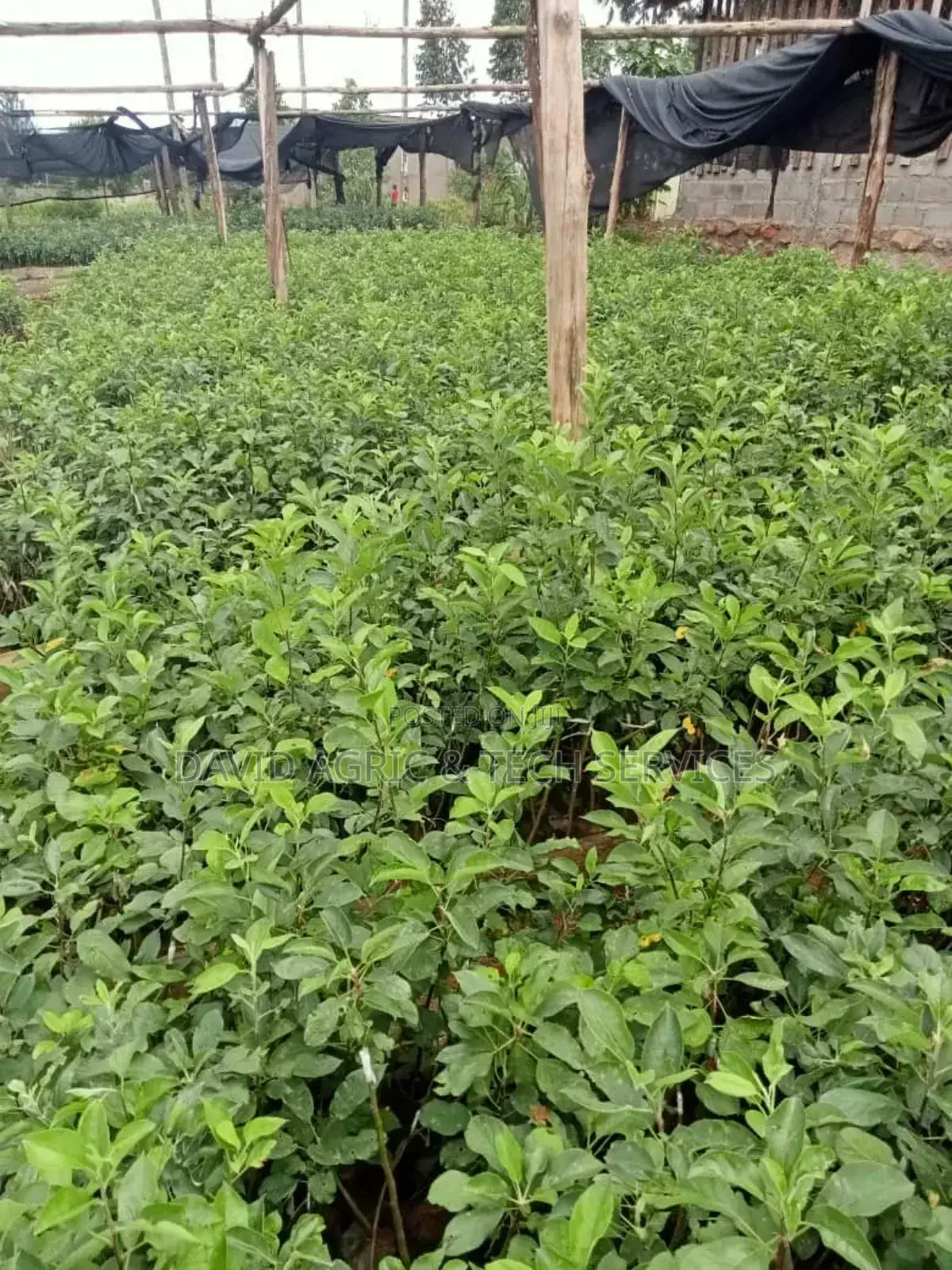 Tree and Fruit Seedlings
