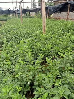 Tree and Fruit Seedlings