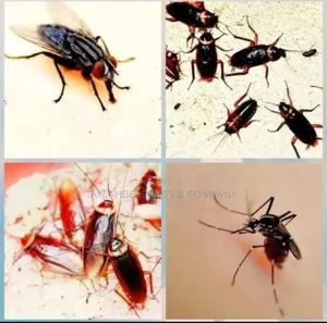 Cockroaches, Bedbugs, Mosquito Fumigations and Treating