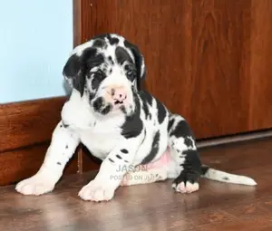 Baby Male Purebred Great Dane