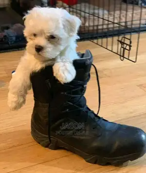 Young Male Purebred Maltese