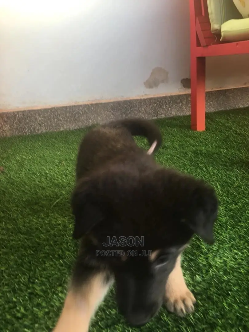 Young Female Mixed Breed German Shepherd