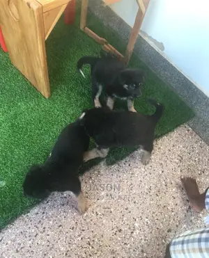 Young Female Mixed Breed German Shepherd