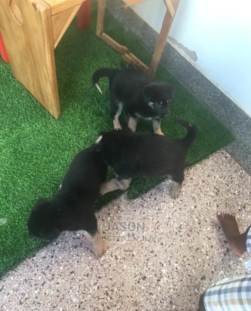 Young Female Mixed Breed German Shepherd