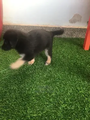 Young Female Mixed Breed German Shepherd