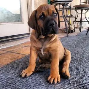 Young Male Purebred Boerboel