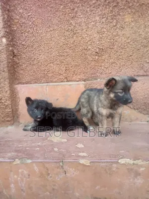 3-6 months Male Purebred German Shepherd