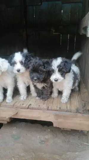 1-3 months Female Purebred Maltese