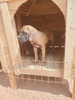 3-6 months Male Purebred Boerboel