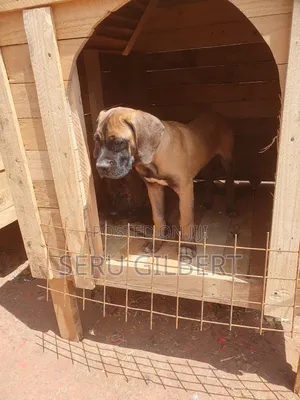 1-3 months Male Purebred Boerboel