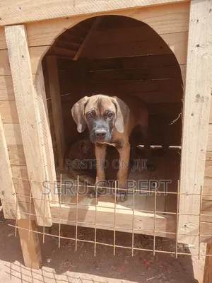 3-6 months Male Purebred Boerboel