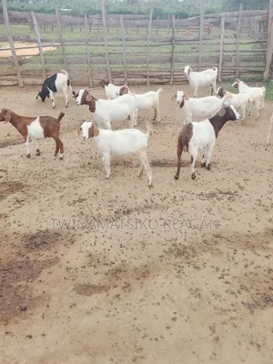 Boer Goats