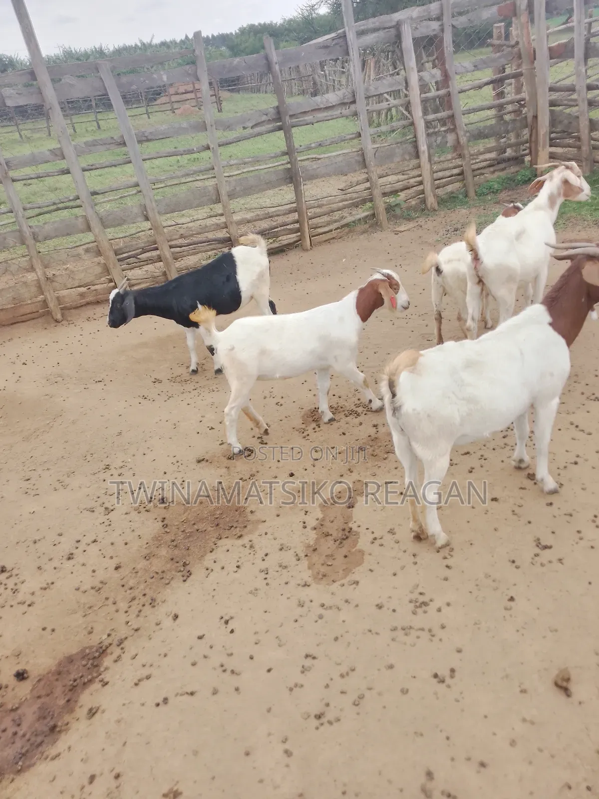 Boer Goats