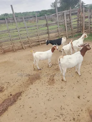 Boer Goats