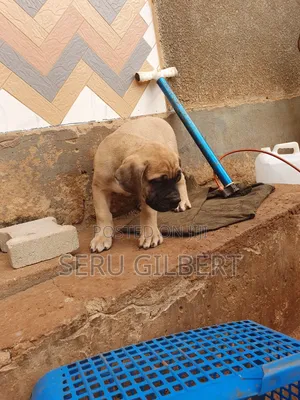 1-3 months Male Purebred Boerboel