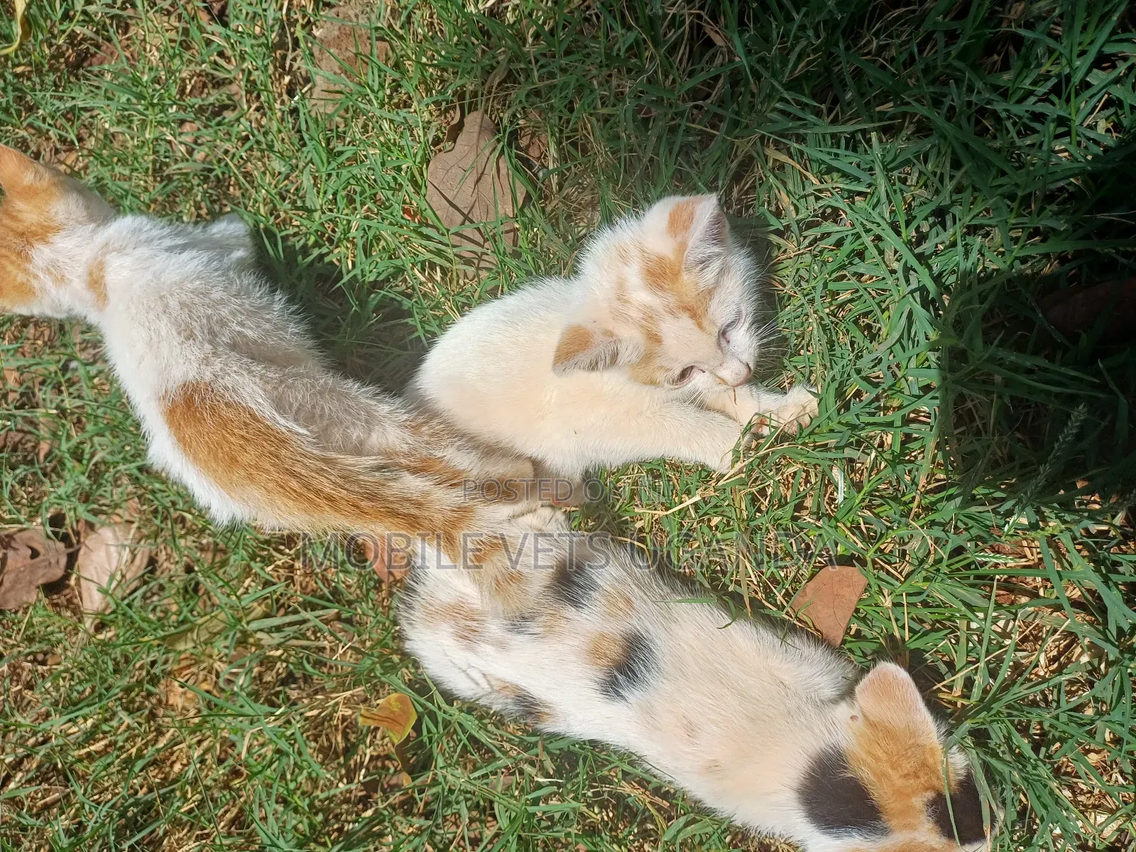 3-6 months Female Purebred Exotic