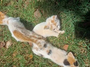 3-6 months Female Purebred Exotic