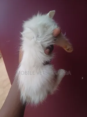 1-3 months Male Purebred Bombay