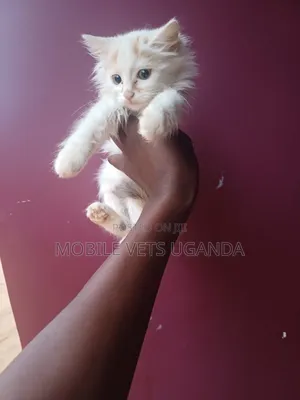 0-1 month Female Purebred American Shorthair