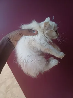 1-3 months Female Purebred Havana Brown