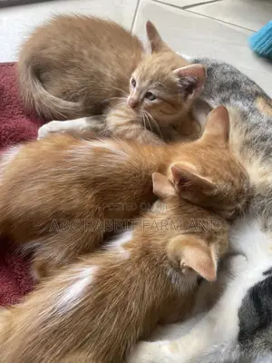 1-3 months Male Purebred Tabby