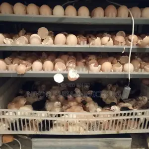 Advanced Imported 256 Eggs Incubator