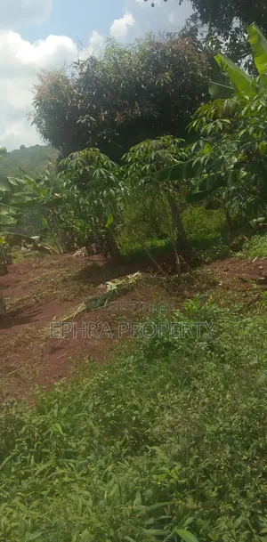 50 by 100 Plot of Land on Private Milo Land