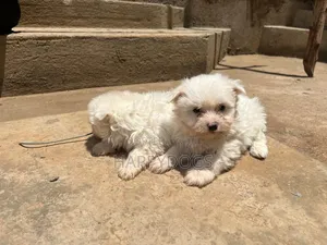 1-3 months Male Purebred Maltese