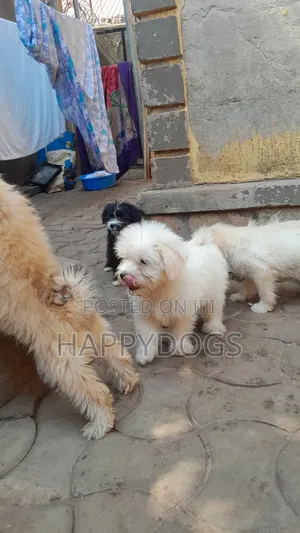 1-3 months Male Purebred Maltese