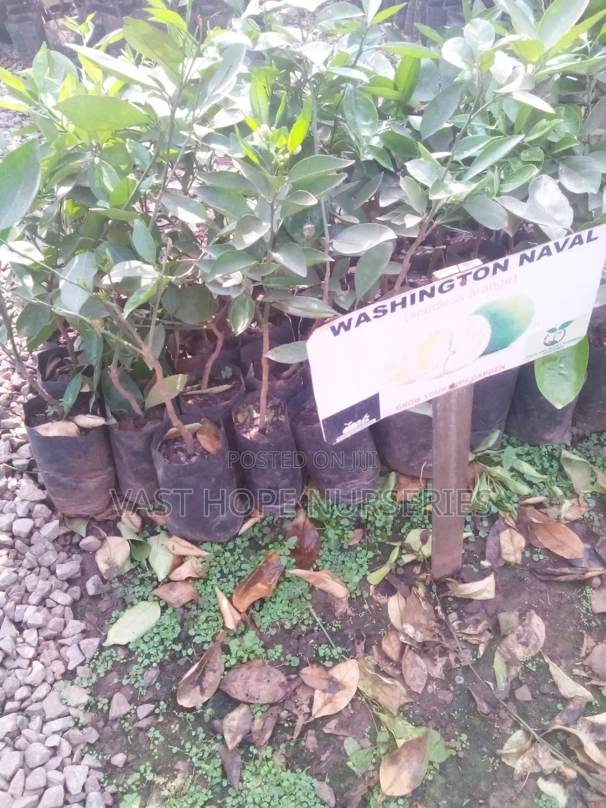Wahington Naval Orange Seedlings