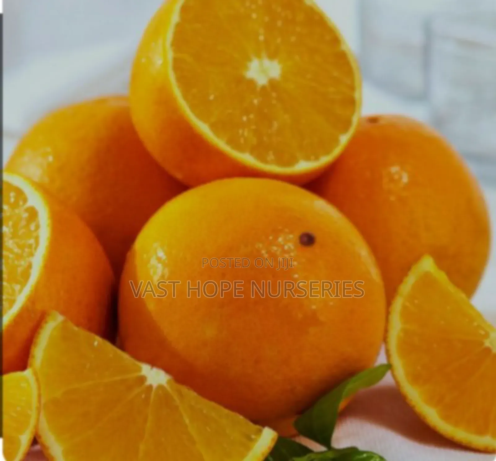 Valencia Orange Seedlings