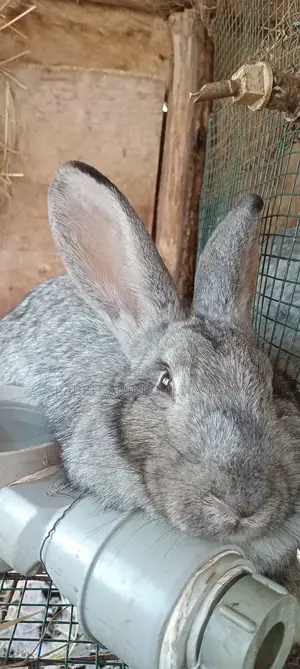 Flemish Giant and American Chinchilla Rabbits Available in Munyonyo