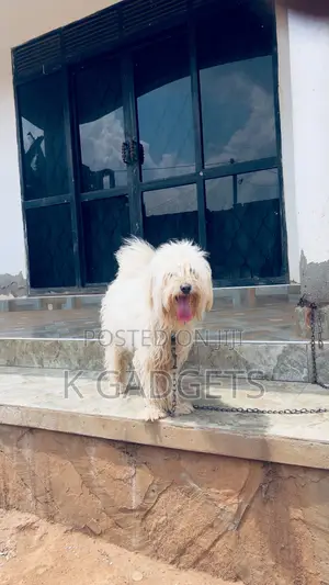 1-3 months Female Purebred Maltese Shih Tzu