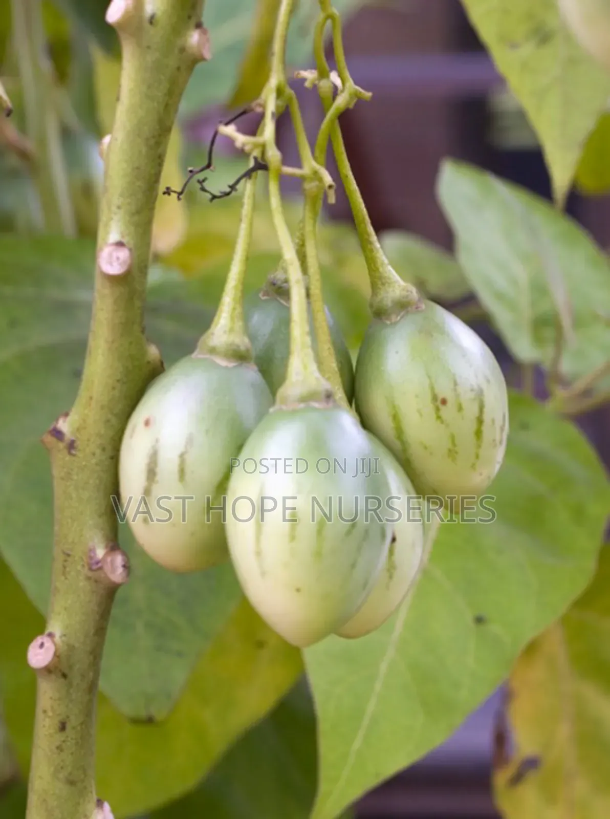 Tamarillo, Tree Tomato Seedlings(Ekinyaanya)