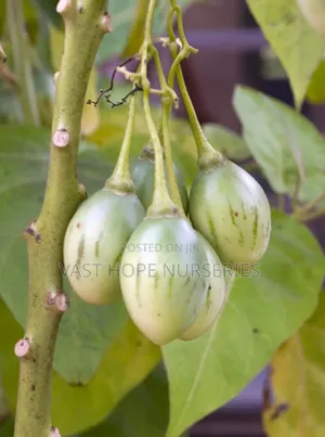Tamarillo, Tree Tomato Seedlings(Ekinyaanya)