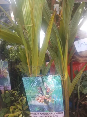 Dwarf Coconut Seedlings