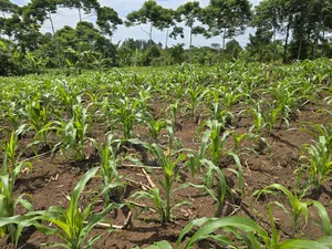 Land For Sale In Mbalala, Mukono
